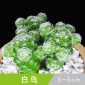 白鸟多肉植物批发 办公室防辐射绿植盆栽 仙人掌仙人球可爱肉肉