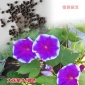 爬藤大牵牛花种子 绿化四季易播 阳台花卉盆栽 庭院花草植物批发